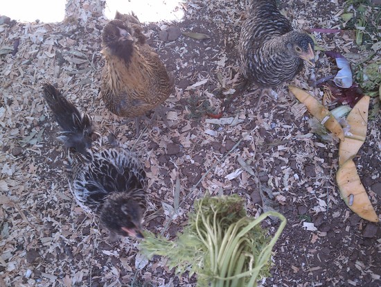 chickens at home