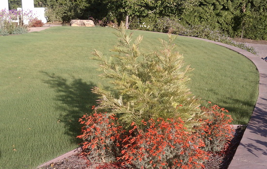 lawn and plant care