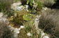 maintenance of water features