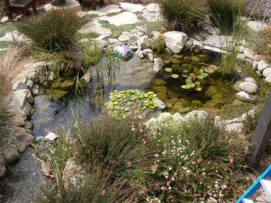 pond aquatic life water garden