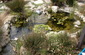 pond aquatic life water garden