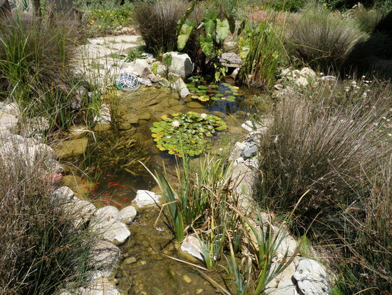 water garden pond fish