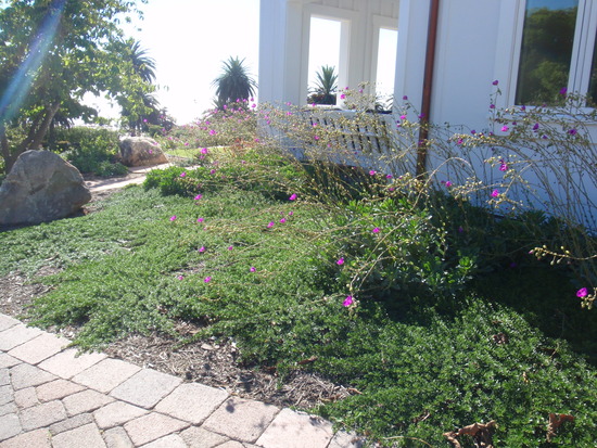 CA friendly plantings