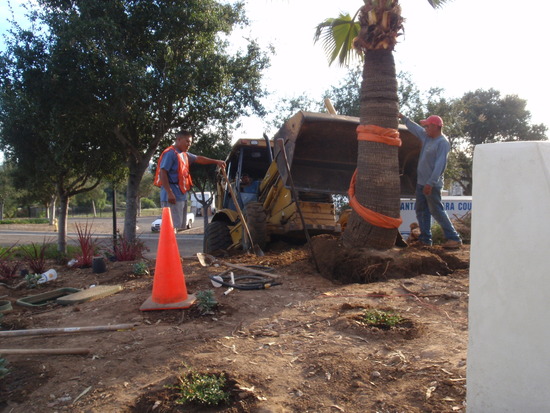 Transplanting large palm tree at SB Co Fire Department Headquarters