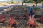 Honoring our fallen firefighters- Planting the "Living Flame"