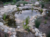 Aquatic Native Plant Pond