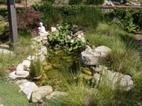 Zen Pond