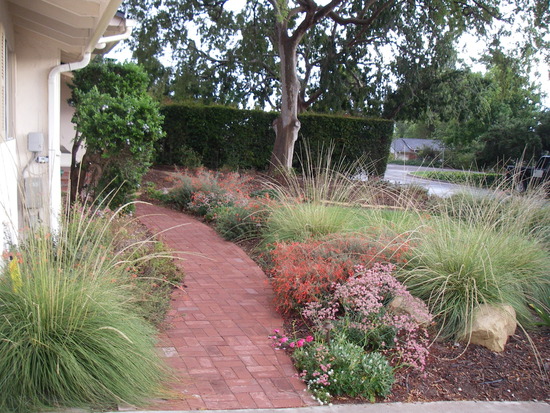 California Native Plants