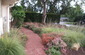California Native Plants