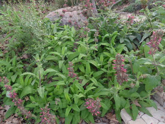 Native Plants