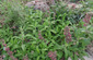 Native Plants