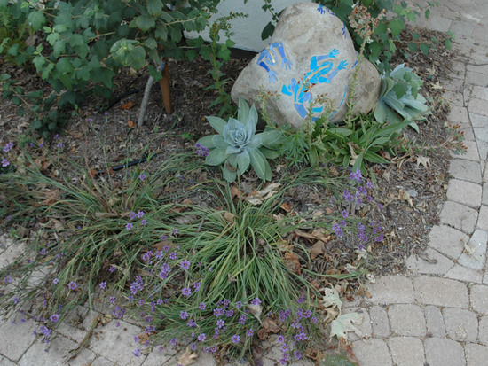 California Native Plants