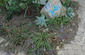 California Native Plants