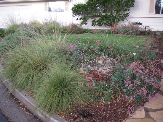 Native Plant Lawns
