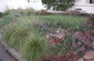 Native Plant Lawns