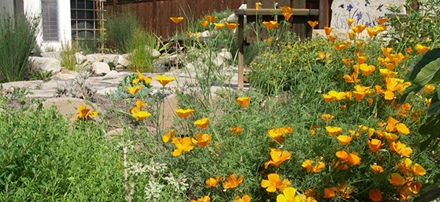 Planting & Design
