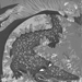 Grayscale