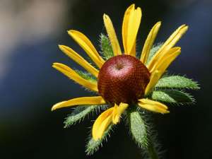 black eyed susan
