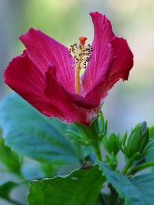 blooming hibiscus