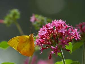 butterfly flower