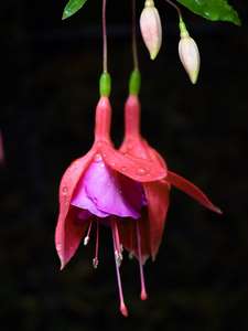columbine bg 092902