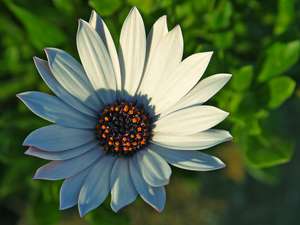 daisy 5