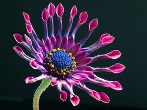 daisy 6