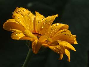 daisy with raindrops