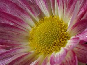 daisy