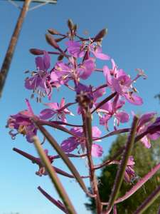 fireweed