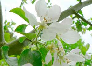 flowering tree 2