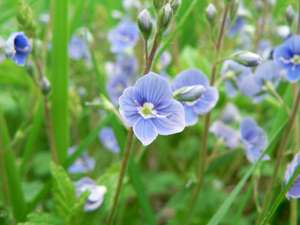 germander speedwell