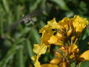 hummingbird 3