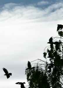jackdaws taking off from tree
