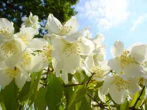jasmine bush 2
