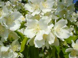 jasmine bush