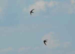 pair of flying swallows