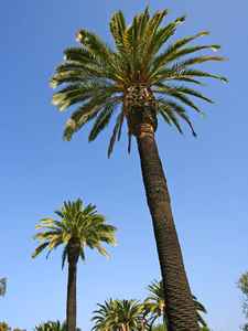 palm trees 2