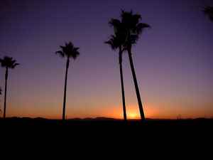 palm trees and sunrise