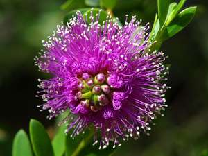 pink flower