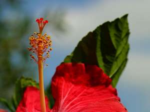 plants 3 bg 082104