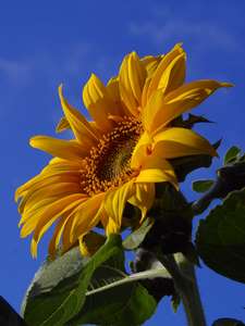 sunflower bg 052204