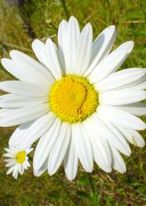 white daisy