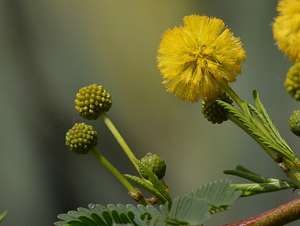 zoo 7 bg 102002