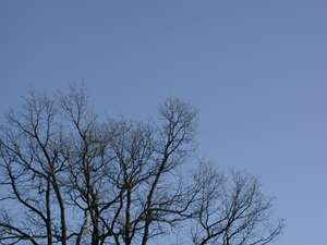 forest-39.jpg