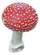 amanita muscaria