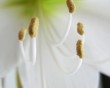 amaryllis closeup
