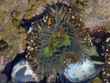 anenome 1 bg 122802