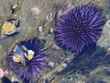 anenome 2 bg 122802