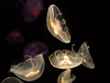 anenome 3 bg 122802